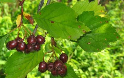 Как защитить боярышник от вредителей и болезней. Уход за боярышником в саду