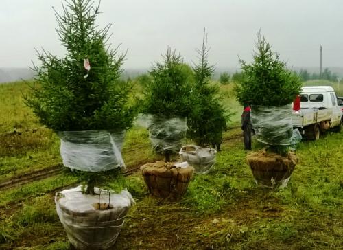 Выбор крупномеров для своего участка: основные принципы и рекомендации 04 Выбор крупномеров для своего участка: основные принципы и рекомендации 04