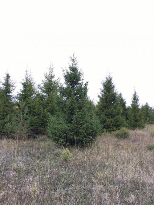 Выбор крупномеров для своего участка: основные принципы и рекомендации 01 Выбор крупномеров для своего участка: основные принципы и рекомендации 01