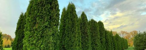 Туя Колумна: описание, посадка и уход