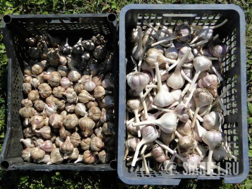 Весеннее возрождение: как ухаживать за чесноком после долгой зимы 13 Весеннее возрождение: как ухаживать за чесноком после долгой зимы 13