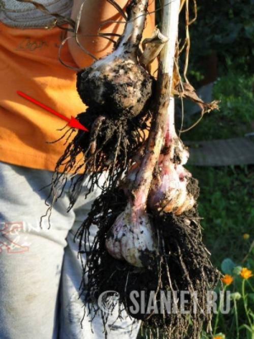 Весеннее возрождение: как ухаживать за чесноком после долгой зимы 11