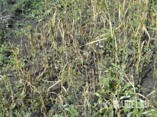 Весеннее возрождение: как ухаживать за чесноком после долгой зимы 07 Весеннее возрождение: как ухаживать за чесноком после долгой зимы 07