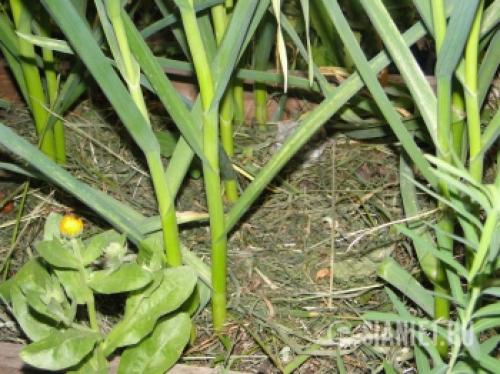 Весеннее возрождение: как ухаживать за чесноком после долгой зимы 02 Весеннее возрождение: как ухаживать за чесноком после долгой зимы 02