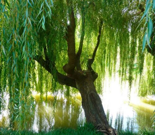 Ива Salix boydii. Ботаническое описание