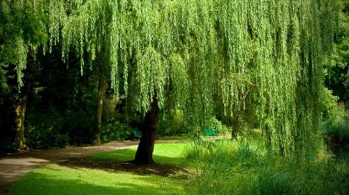 Какие особенности имеет ива Salix boydii. Виды и сорта ивы