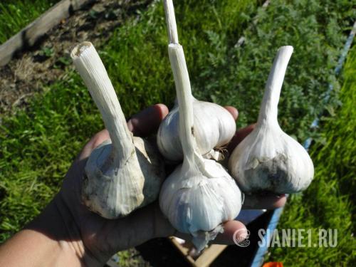 Весеннее возрождение: как ухаживать за чесноком после долгой зимы 08 Весеннее возрождение: как ухаживать за чесноком после долгой зимы 08