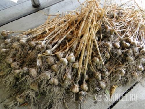 Весеннее возрождение: как ухаживать за чесноком после долгой зимы 12 Весеннее возрождение: как ухаживать за чесноком после долгой зимы 12