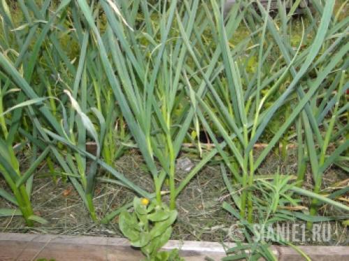 Весеннее возрождение: как ухаживать за чесноком после долгой зимы 01 Весеннее возрождение: как ухаживать за чесноком после долгой зимы 01