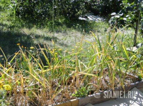 Весеннее возрождение: как ухаживать за чесноком после долгой зимы 06 Весеннее возрождение: как ухаживать за чесноком после долгой зимы 06