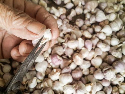 Как можно защитить чеснок от вредителей весной. Как и чем обрабатывать чеснок весной