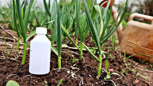 Какие удобрения следует использовать для чеснока весной. Первая подкормка чеснока весной