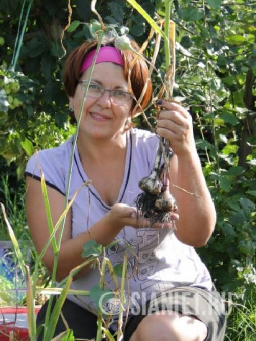 Весеннее возрождение: как ухаживать за чесноком после долгой зимы 10 Весеннее возрождение: как ухаживать за чесноком после долгой зимы 10