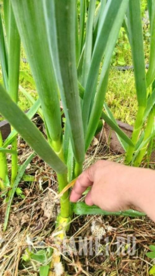 Весеннее возрождение: как ухаживать за чесноком после долгой зимы 05