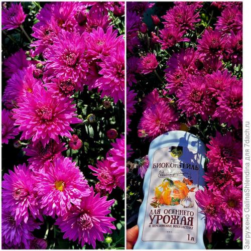 Какие удобрения использовать для цветков осенью. Осенняя подкормка для многолетних цветов