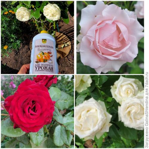 Какие удобрения использовать для цветков осенью. Осенняя подкормка для многолетних цветов