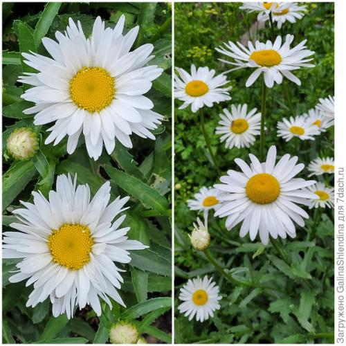 Какие удобрения использовать для цветков осенью. Осенняя подкормка для многолетних цветов