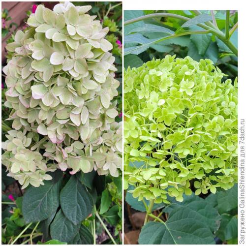 Какие удобрения использовать для цветков осенью. Осенняя подкормка для многолетних цветов