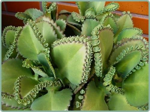 Воспитывайте девичий виноград в своем саду: как правильно черенковать 02 Воспитывайте девичий виноград в своем саду: как правильно черенковать 02