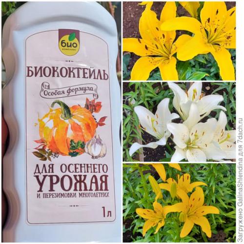 Какие удобрения использовать для цветков осенью. Осенняя подкормка для многолетних цветов