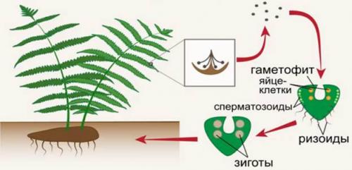 Каковы основные этапы жизненного цикла папоротников. Жизненный цикл папоротника