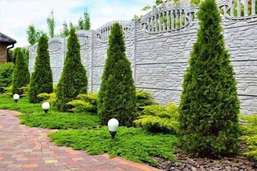 Посадка туи: основные правила для успешного выращивания 10