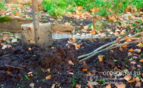 Как посадить яблони. Особенности посадки в разные периоды