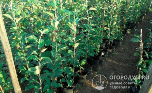 Как посадить яблони. Особенности посадки в разные периоды