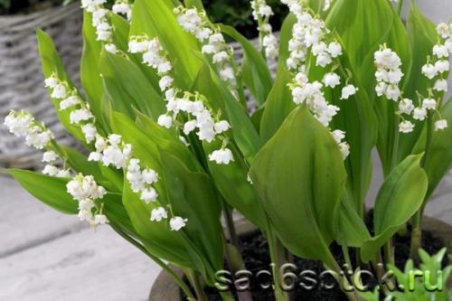 Как предотвратить появление вредителей на ландышах. Посадка