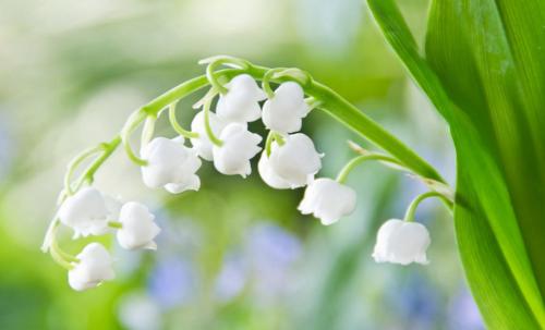 Как ухаживать за ландышами во время их роста