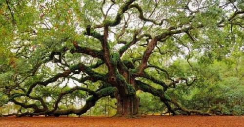 Плодовые деревья и кустарники в саду. Какие сорта выбрать 10