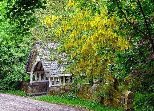 Быстрорастущие плодовые деревья. Быстрорастущие деревья и кустарники