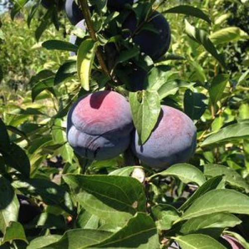 Плодовые деревья и кустарники в саду. Какие сорта выбрать 06