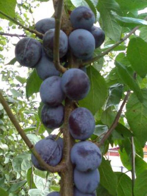 Плодовые деревья и кустарники в саду. Какие сорта выбрать 02