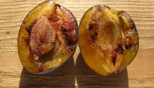 Плоды сливы червивые, что делать. APP - Article Actions