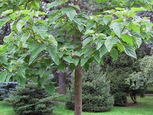 Быстрорастущие плодовые деревья. Быстрорастущие деревья и кустарники