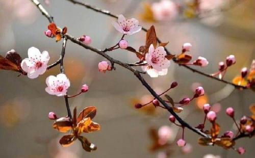 Плодовые деревья и кустарники в саду. Какие сорта выбрать 08