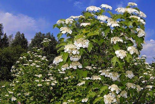 Быстрорастущие плодовые деревья. Быстрорастущие деревья и кустарники