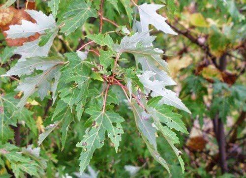 Быстрорастущие плодовые деревья. Быстрорастущие деревья и кустарники