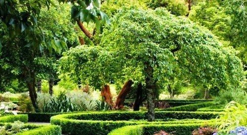 Быстрорастущие плодовые деревья. Быстрорастущие деревья и кустарники