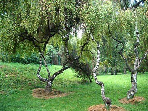 Быстрорастущие плодовые деревья. Быстрорастущие деревья и кустарники