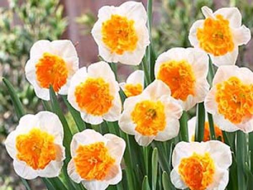 Как обеспечить хороший рост луковиц, посаженных осенью.