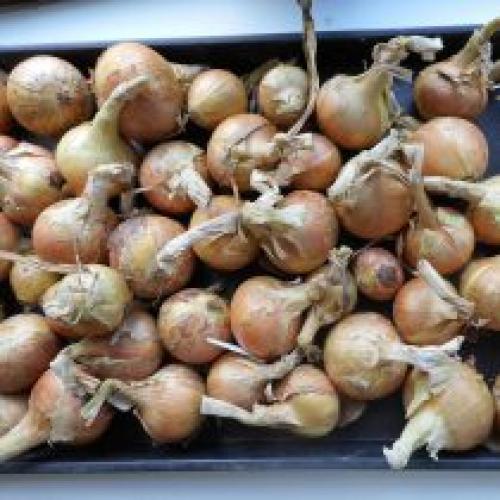 Какие луковицы лучше высаживать осенью. Выбор сортов