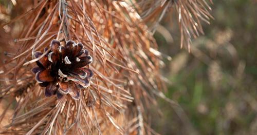 Подготовка к зиме хвойных: основные моменты 02 Подготовка к зиме хвойных: основные моменты 02