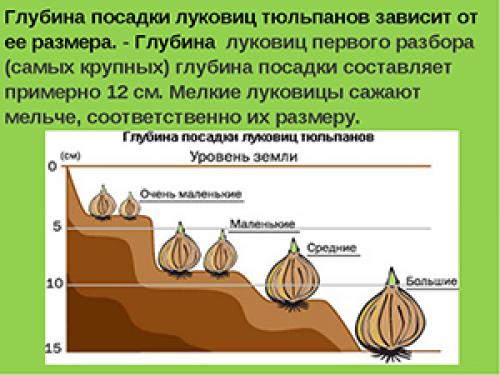 Как обеспечить хороший рост луковиц, посаженных осенью. 