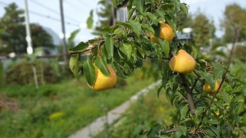 Как правильно посадить деревья на участке схема. Выбор места для посадки 08 Как правильно посадить деревья на участке схема. Выбор места для посадки 08