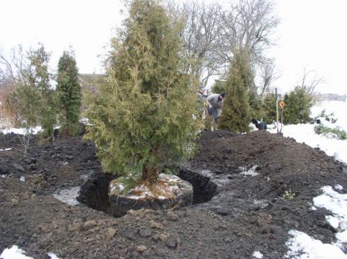 Садовник для начинающих: посадка крупномерных деревьев в саду 07