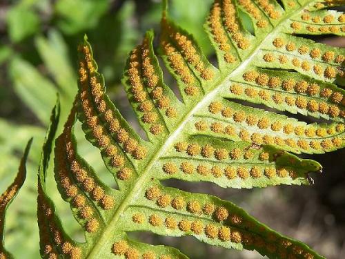 Узнайте, как размножать папоротники в домашних условиях 01