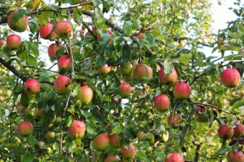 Как выбрать наиболее подходящие места для посадки растений в саду. Яблони – на север, томаты – на юг. Как распределить место в саду и огороде