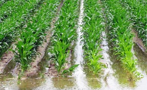 Как организовать систему поливов в фруктово-ягодном саду.  Поверхностная или самотечная система полива